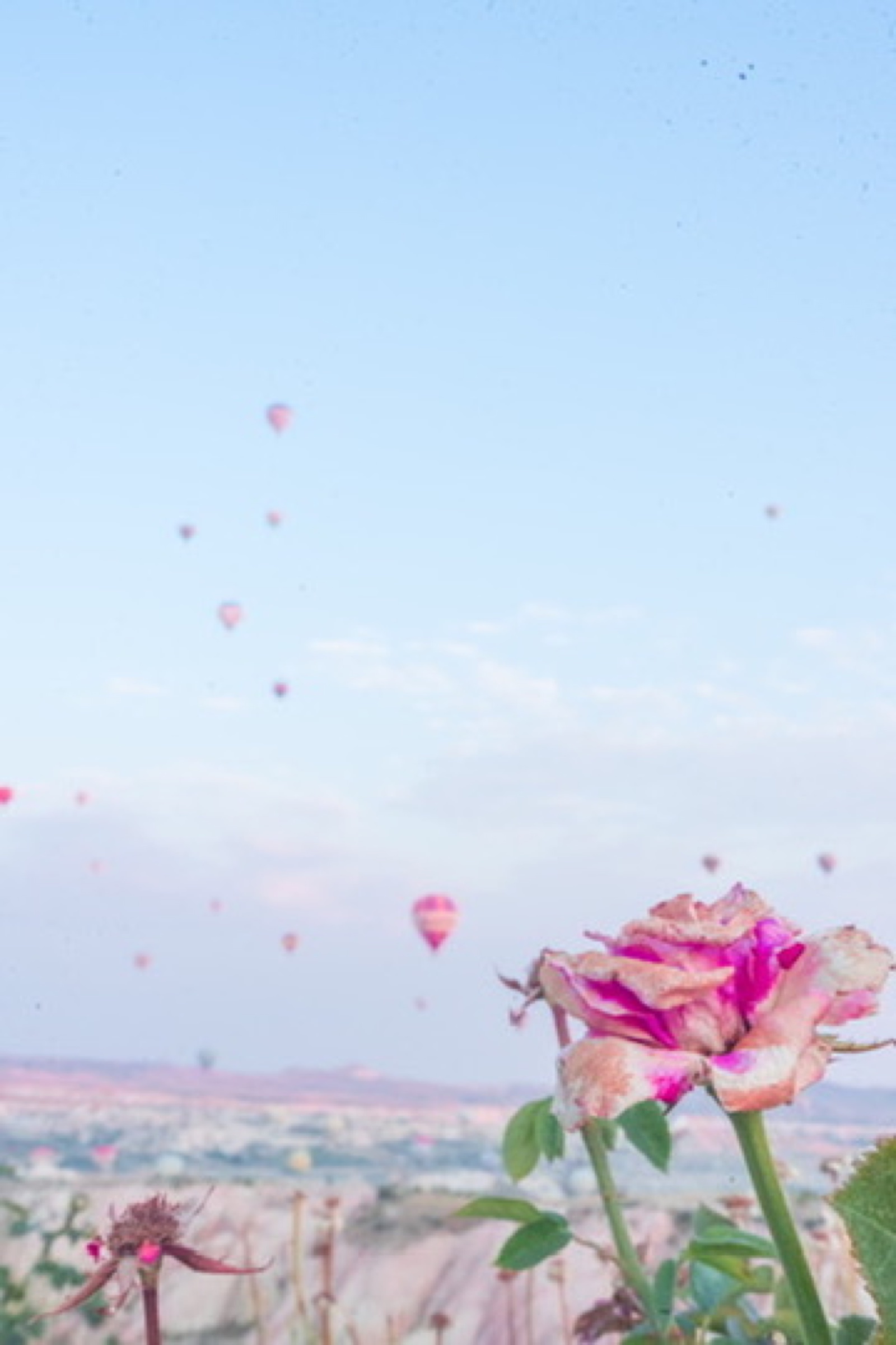 Pink rose with hot air balloons floating in the distance