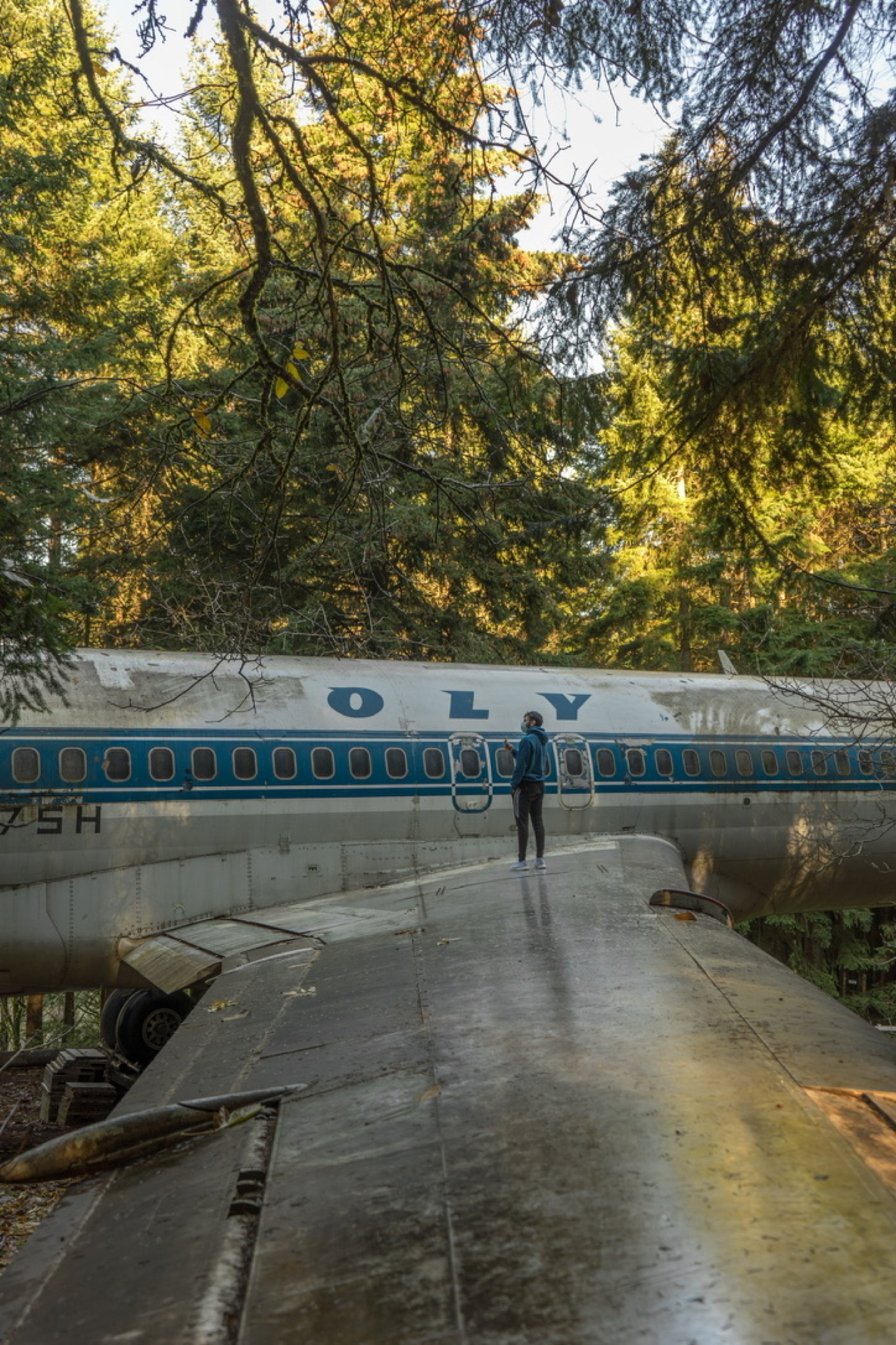 A person standing on the wing of an old airplane in a forest