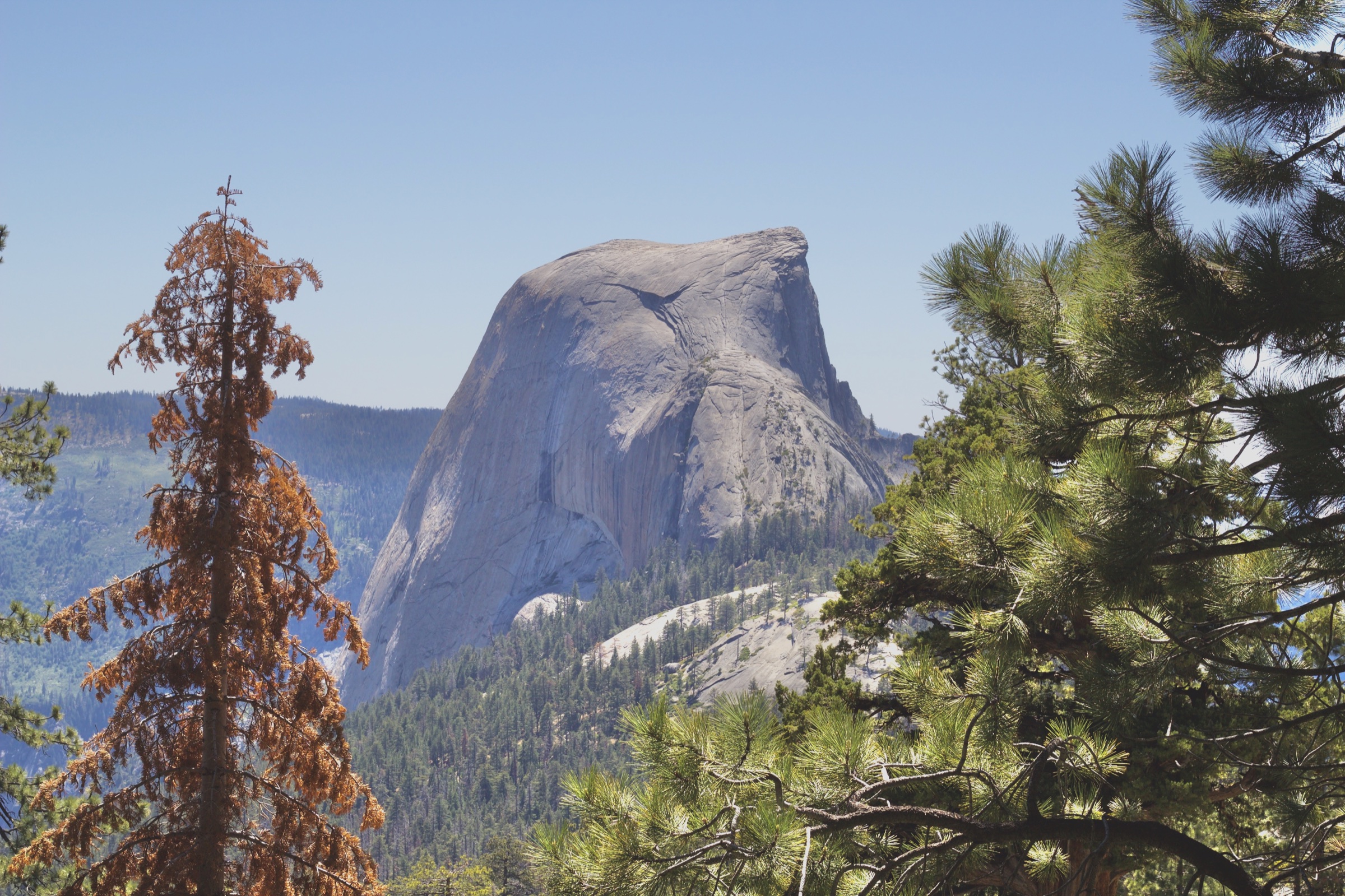 Half Dome framed by pine trees beneath a clear blue sky