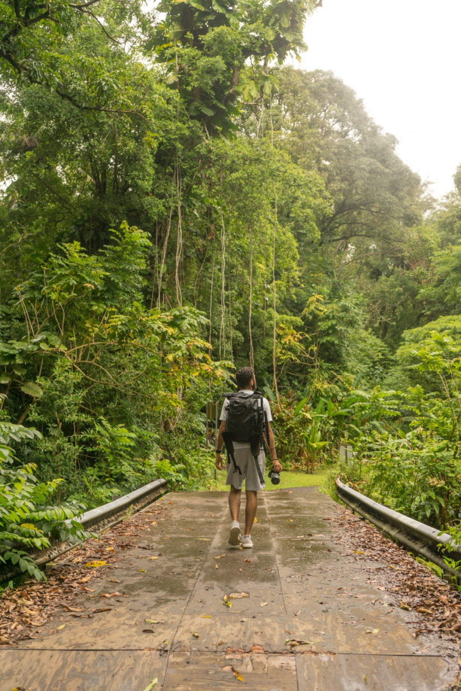 A photographer walking along a path surrounded by lush jungle