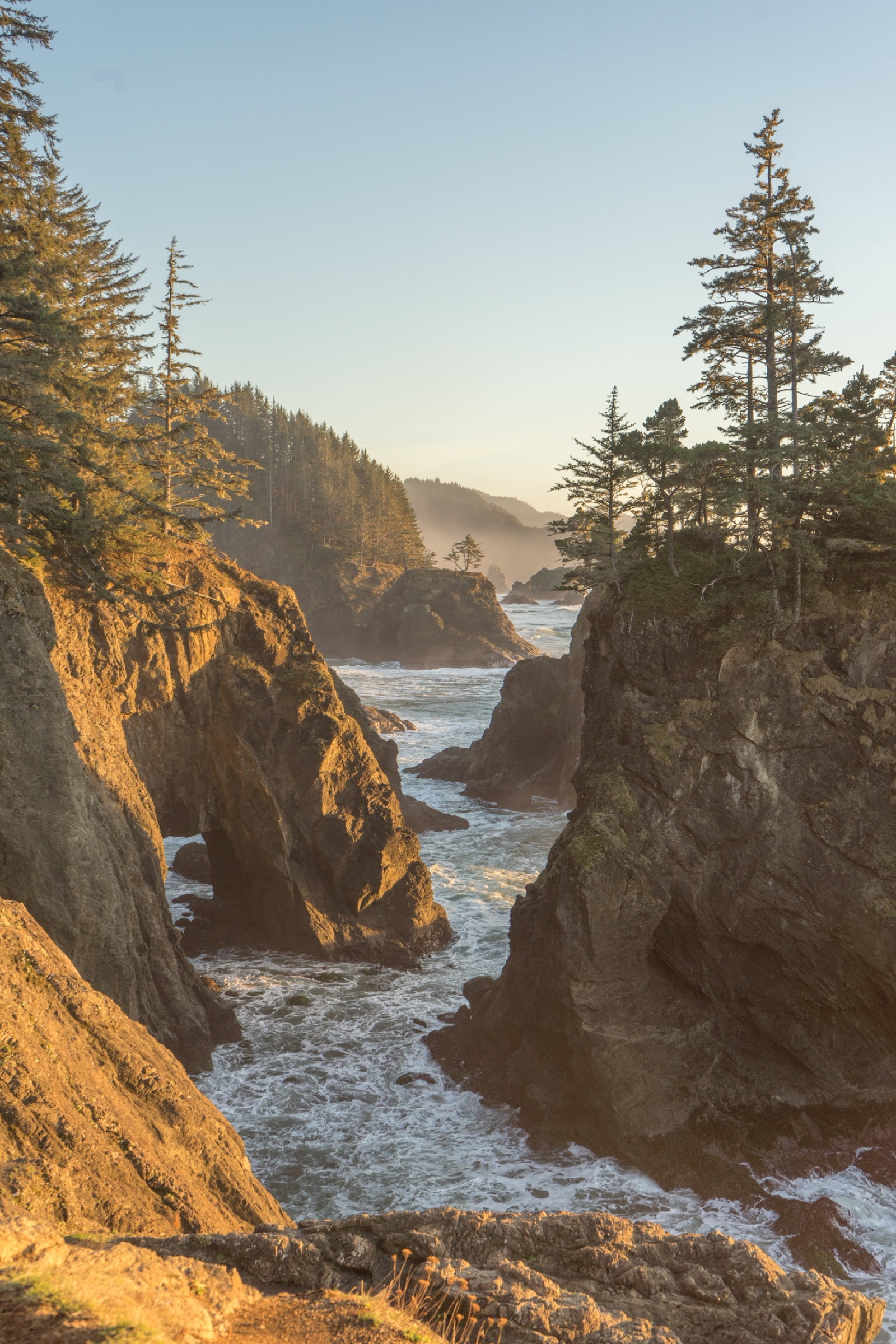 Rocky Oregon coastline with pine trees in warm evening light
