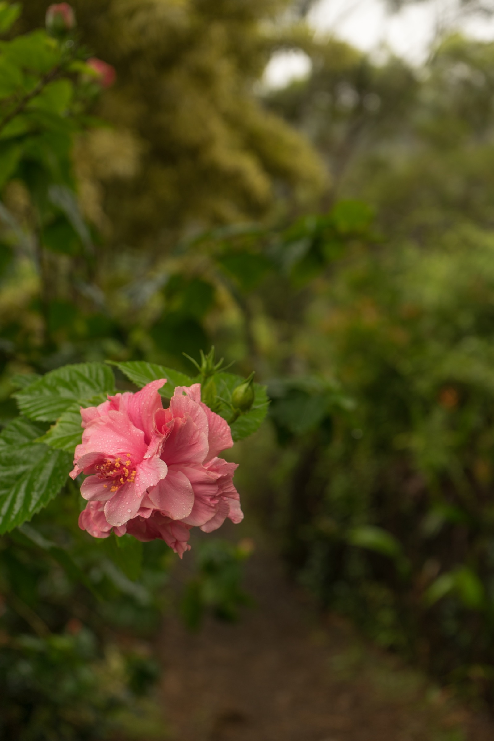 Pink flower in a green garden